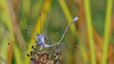 Spider catches Damselfly in web. (1) Stock Footage 307263662