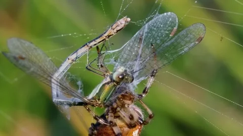 Spider catches Damselfly in web. 스톡 동영상 307263659