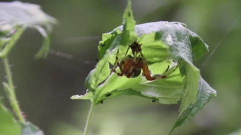 Spider Catches Flies Stock Footage 203649038