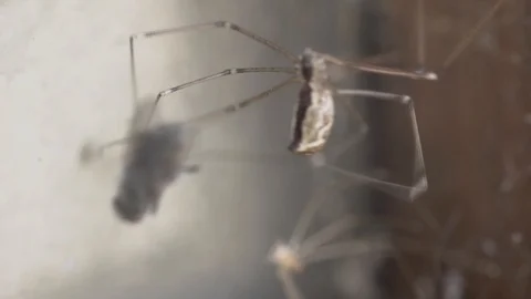 Spider catches fly in its web 스톡 동영상 125990714