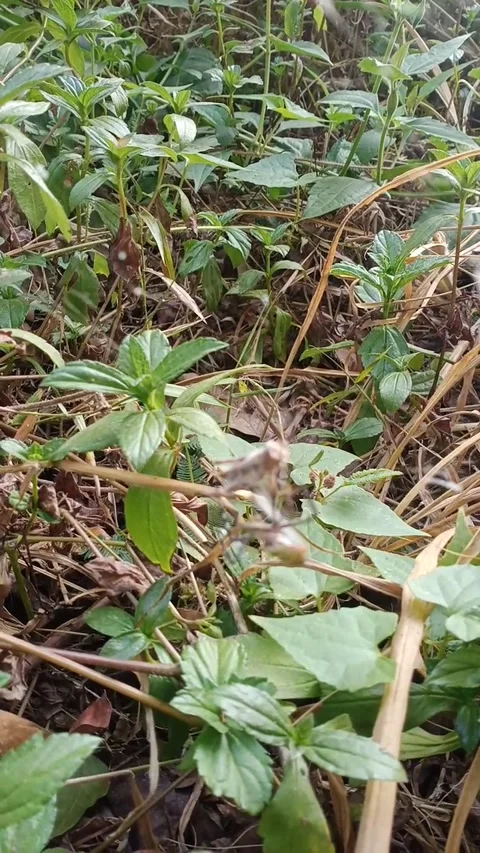 The spider catches the grasshopper in its nest Stock Footage 265550899