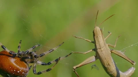 Spider Catches Grasshopper in Web. Stock Footage 307263587