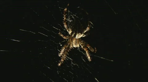 Spider catches insect Video stock 507339