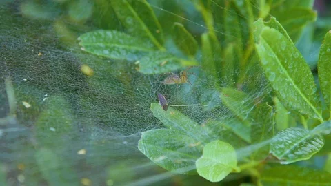 Spider Catches Insect Stock Footage 115362973