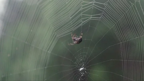 Spider catches moth. Stock Footage 85665588