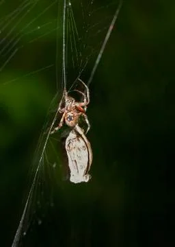 Spider Catches a Moth Stock Photos