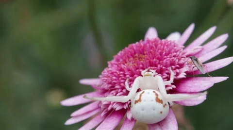 Spider Catches Small Insect. 動画素材 57473404