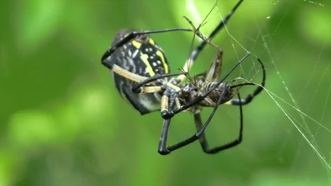 Spider catching and wrapping a cricket in a web closeup Stock Footage 115969943