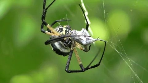 Spider catching and wrapping a cricket in a web closeup facing camera Stock Footage 115969963