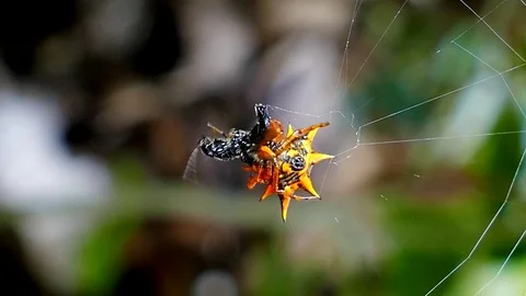 Spider is catching ant on web Stock-Footage 74584060
