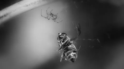 Spider catching a bee Stock Footage 62523565