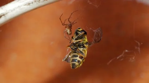 Spider catching a bee Stock Footage 62523612