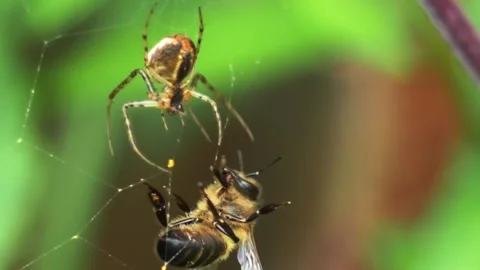 Spider catching bee in web. Stock Footage 307264324