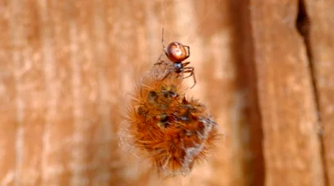 Spider catching caterpillar Stock Footage 43100576