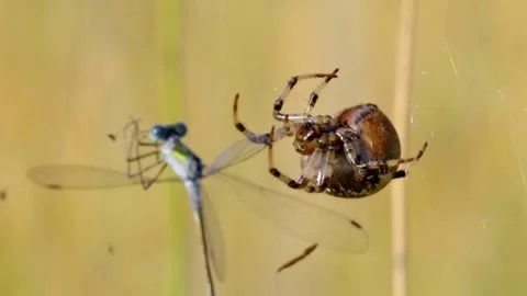 Spider catching damselfly with nature. Video stock 307263660