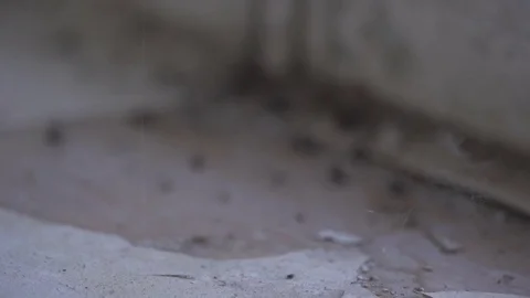 Spider catching fly in funnel web Stock Footage 73010210