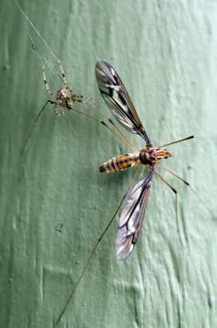 Spider catching a fly in his cobweb Stock Photos