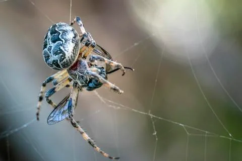 Spider catching a fly macro close up Stock Photos
