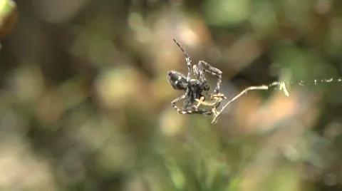 Spider catching an insect in its web Stock Footage 8680288
