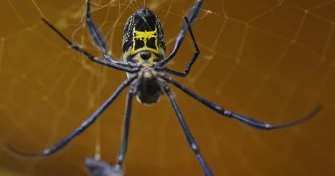 Spider catching insect in its web Stock Footage 109369351