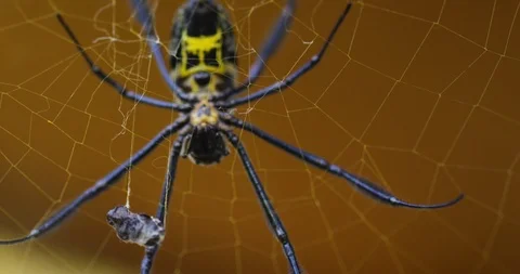 Spider catching insect in its web Stock Footage 109370213