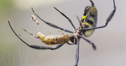 Spider catching insect in its web 스톡 동영상 109372325