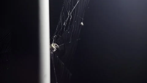 Spider Catching Moth in Web Illuminated by Streetlight at Night Stock Footage 295072537
