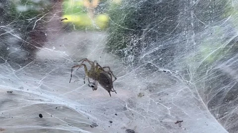 Spider catching prey Stock Footage