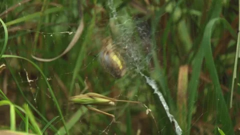 Spider Catching Prey in the Web Stock Footage 314896477