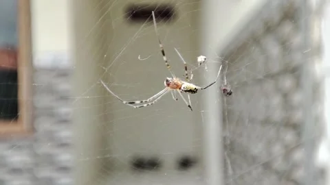 A spider is catching prey with a web made in a tree Stock Footage 265079259