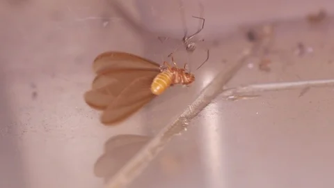 Spider catching termite Stock Footage 108395120