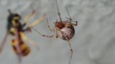 Spider catching wasp Stock Footage 80960313