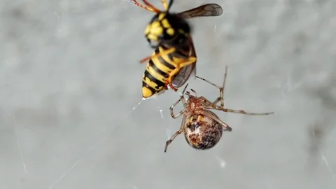 Spider catching wasp Stock Footage 80967869