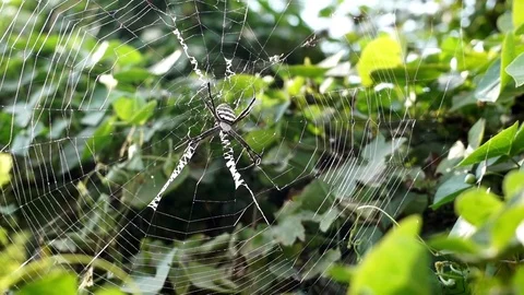 Spider cathes prey in the web Stock Footage 69970693