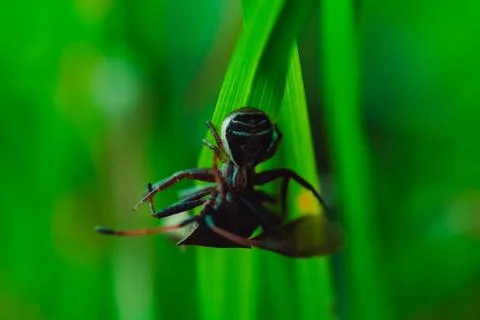 Spider caught a beetle and lets poison into it and keeps it on the grass Stock Photos