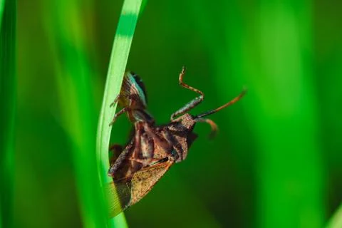 Spider caught a beetle and lets poison into it and keeps it on the grass Stock Photos