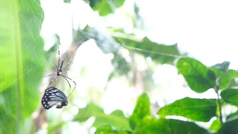Spider caught a butterfly on web. 4K Stock Footage 282342324