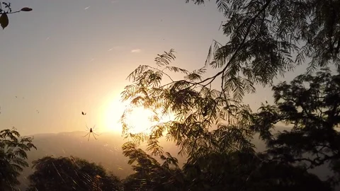 Spider caught in camera in a forest with... | Stock Video | Pond5