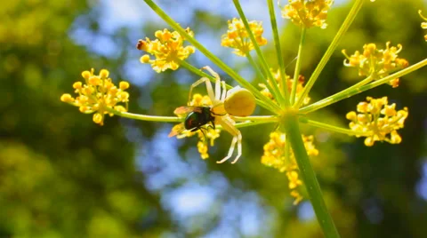 Spider caught the fly Stock Footage 65324015