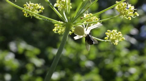 Spider caught the fly Stock Footage 65324291