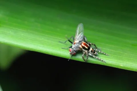 Spider caught fly Stock Photos
