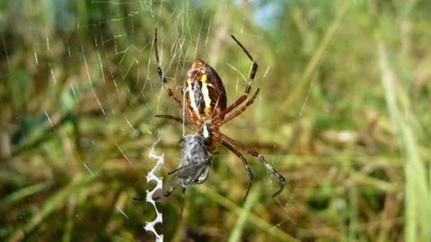 Spider with a caught fly on the web. Stock Photos