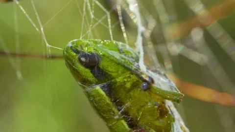 Spider-caught grasshopper in web of yellow-black striped Argiope Bruennichi Stock Footage 160011051