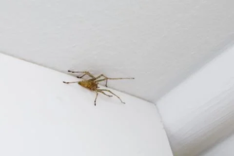 Spider on the ceiling Stock Photos