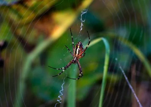 Spider in the center of a circle of web on a multi-colored background Stock Photos