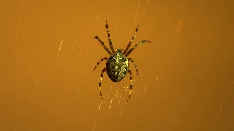 A spider in the center of its cobweb Stock Footage 116054959