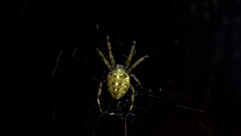 A spider in the center of its cobweb Stock Footage 116055492