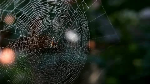 Spider in the center of net with water drop on it 库存影片 11494058