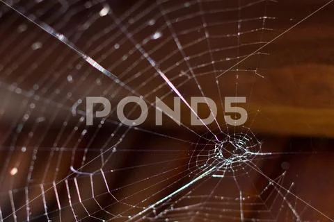 Spider in the center of the web and sunlight makes iridescent glare on the th Stock Photos