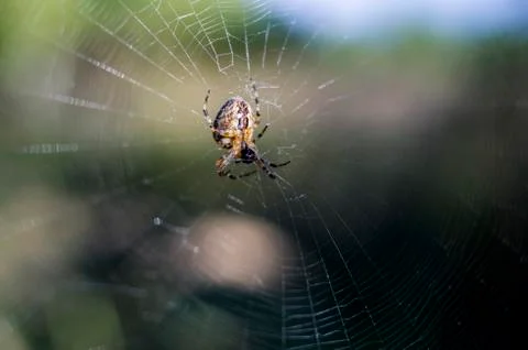 The spider in the center of the web eats the victim Stock Photos